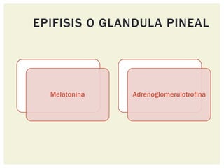 EPIFISIS O GLANDULA PINEAL
Melatonina Adrenoglomerulotrofina
 