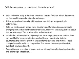 Cellular response to stress and harmful stimuli
• Each cell in the body is destined to carry a specific function which dependent
on this machinery and metabolic pathways.
• This structural and the related functional specificities are genetically
determined.
• Cells are continuously adjust their structure and function to accommodate
changing demand and extra cellular stresses. However these adjustment occur
in a narrow range. This is referred to as homeostasis .
• should the cells encounter physiologic or pathologic stresses or stimuli, they
can modify the homeostatic state and achieve a new steady state to
counteract the noxious effect of these external stresses and stimuli. These
changed are referred to as adaptation. The aim of these adaptations is to
avoid cell injury and death.
• Adaptation are reversible changes and are divided into physiologic adaptation
and pathologic adaptation.
 