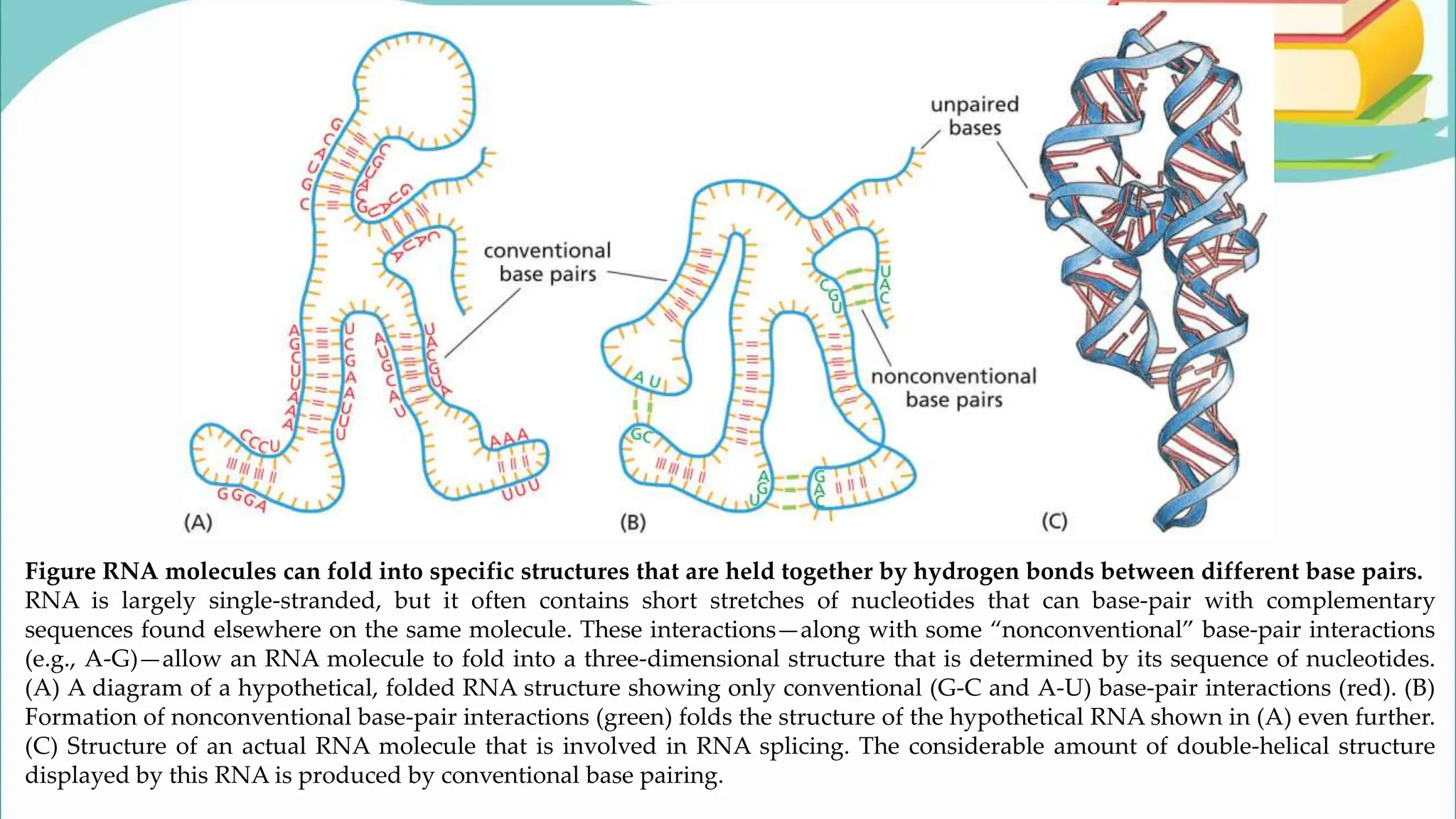 Figure RNA molecules can fold into specific structures that are held together by hydrogen bonds between different base pairs.
RNA is largely single-stranded, but it often contains short stretches of nucleotides that can base-pair with complementary
sequences found elsewhere on the same molecule. These interactions—along with some “nonconventional” base-pair interactions
(e.g., A-G)—allow an RNA molecule to fold into a three-dimensional structure that is determined by its sequence of nucleotides.
(A) A diagram of a hypothetical, folded RNA structure showing only conventional (G-C and A-U) base-pair interactions (red). (B)
Formation of nonconventional base-pair interactions (green) folds the structure of the hypothetical RNA shown in (A) even further.
(C) Structure of an actual RNA molecule that is involved in RNA splicing. The considerable amount of double-helical structure
displayed by this RNA is produced by conventional base pairing.
 