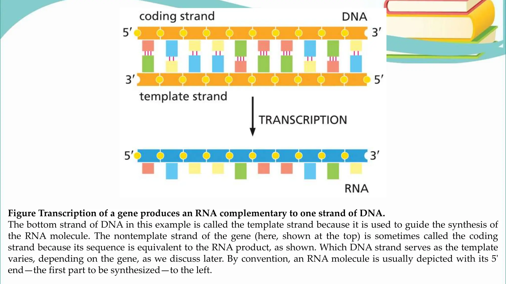 Figure Transcription of a gene produces an RNA complementary to one strand of DNA.
The bottom strand of DNA in this example is called the template strand because it is used to guide the synthesis of
the RNA molecule. The nontemplate strand of the gene (here, shown at the top) is sometimes called the coding
strand because its sequence is equivalent to the RNA product, as shown. Which DNA strand serves as the template
varies, depending on the gene, as we discuss later. By convention, an RNA molecule is usually depicted with its 5ʹ
end—the first part to be synthesized—to the left.
 