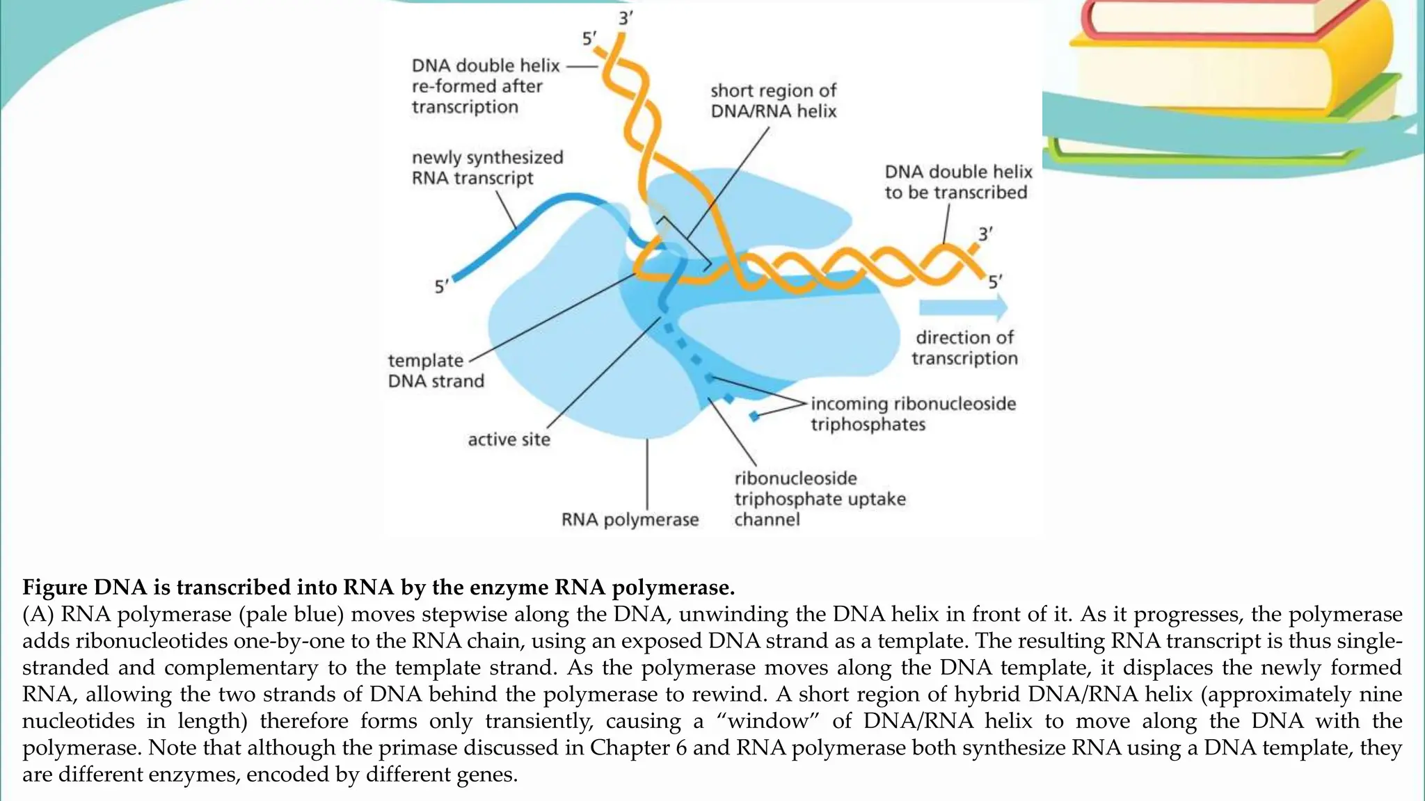 Figure DNA is transcribed into RNA by the enzyme RNA polymerase.
(A) RNA polymerase (pale blue) moves stepwise along the DNA, unwinding the DNA helix in front of it. As it progresses, the polymerase
adds ribonucleotides one-by-one to the RNA chain, using an exposed DNA strand as a template. The resulting RNA transcript is thus single-
stranded and complementary to the template strand. As the polymerase moves along the DNA template, it displaces the newly formed
RNA, allowing the two strands of DNA behind the polymerase to rewind. A short region of hybrid DNA/RNA helix (approximately nine
nucleotides in length) therefore forms only transiently, causing a “window” of DNA/RNA helix to move along the DNA with the
polymerase. Note that although the primase discussed in Chapter 6 and RNA polymerase both synthesize RNA using a DNA template, they
are different enzymes, encoded by different genes.
 
