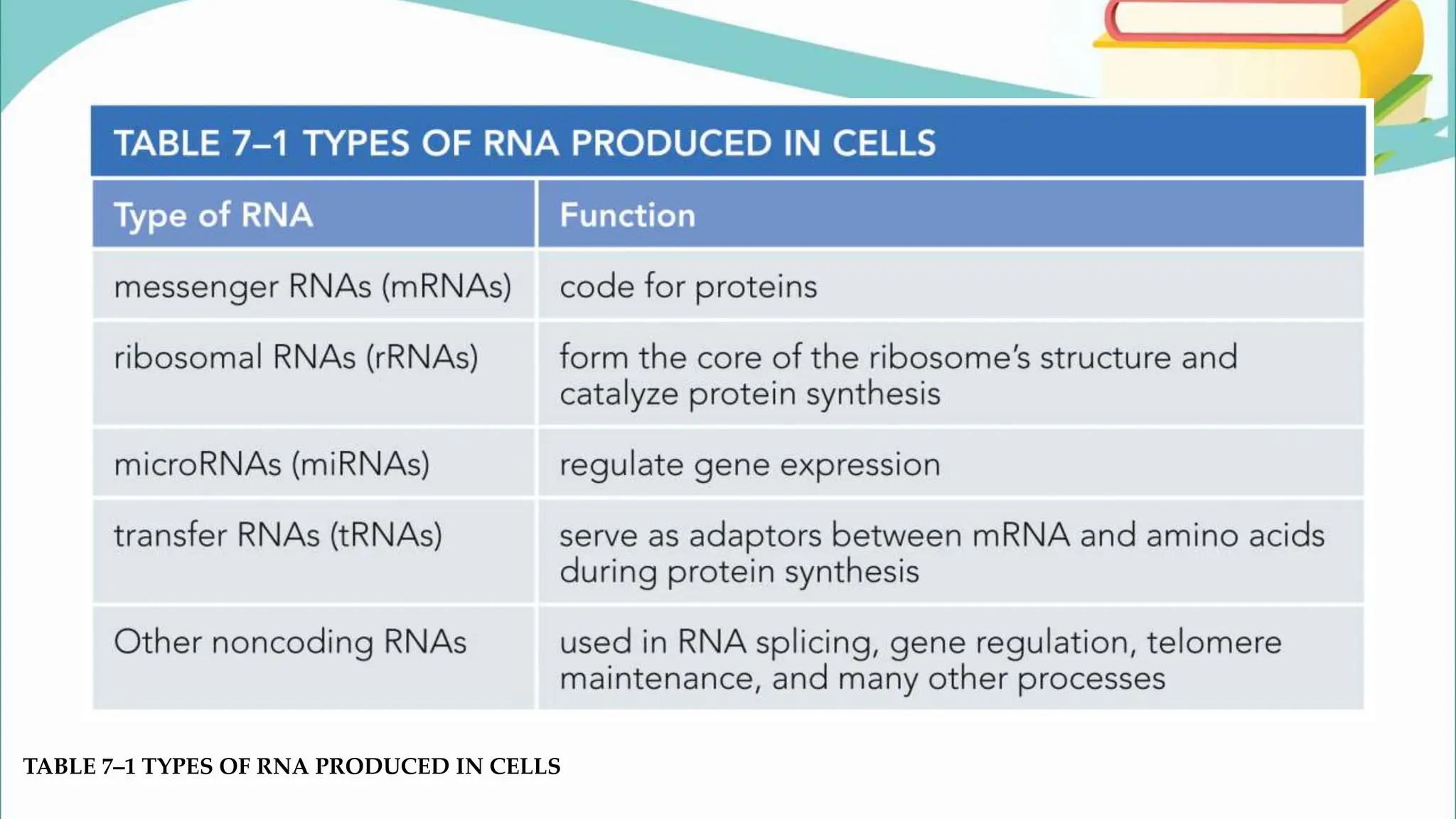 TABLE 7–1 TYPES OF RNA PRODUCED IN CELLS
 