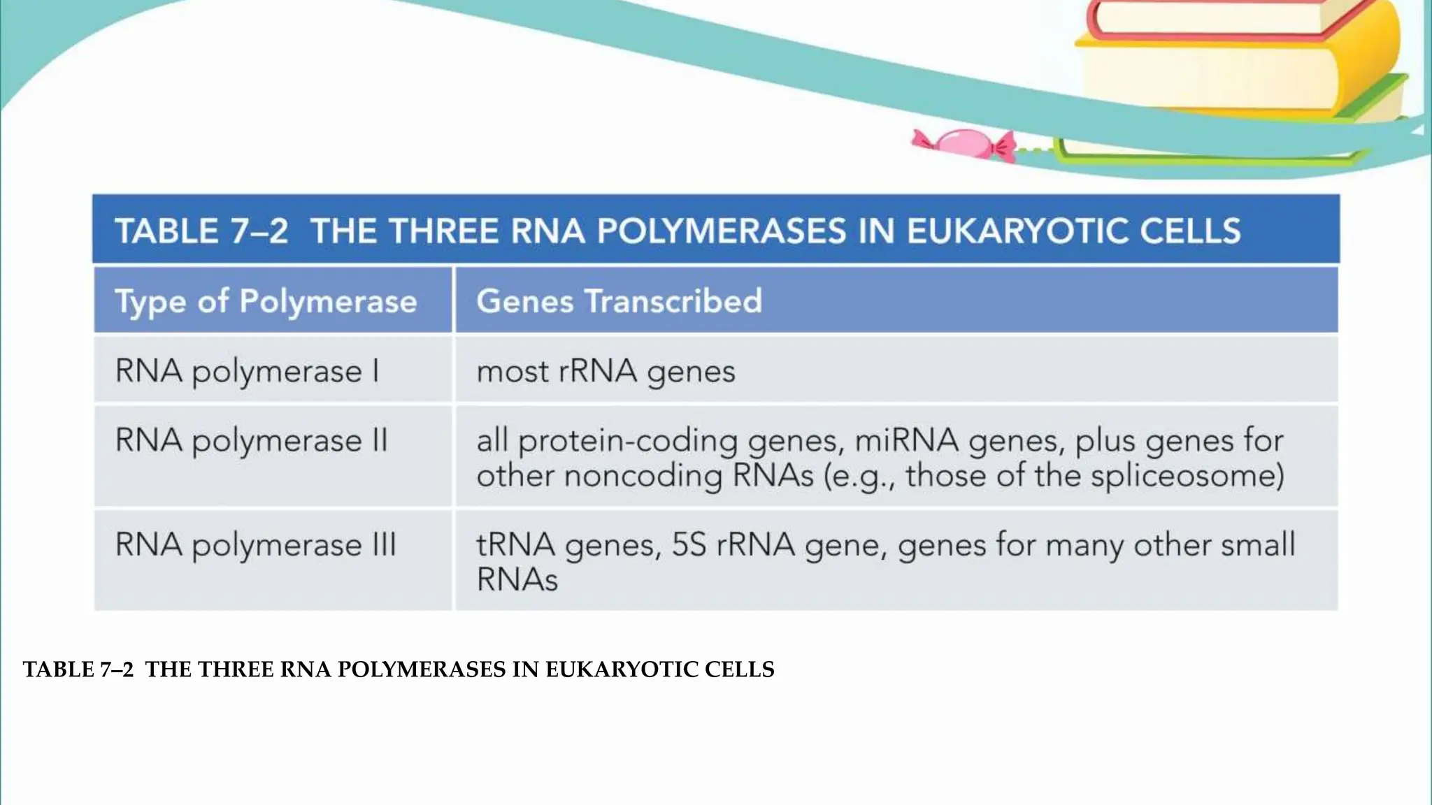 TABLE 7–2 THE THREE RNA POLYMERASES IN EUKARYOTIC CELLS
 