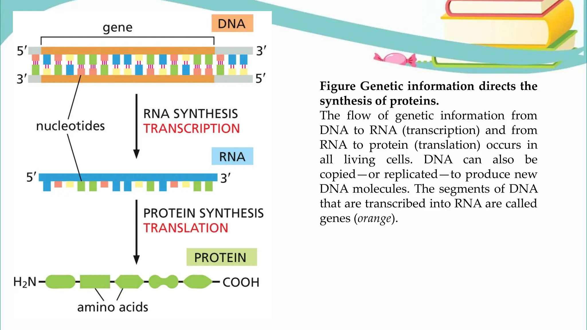 Figure Genetic information directs the
synthesis of proteins.
The flow of genetic information from
DNA to RNA (transcription) and from
RNA to protein (translation) occurs in
all living cells. DNA can also be
copied—or replicated—to produce new
DNA molecules. The segments of DNA
that are transcribed into RNA are called
genes (orange).
 