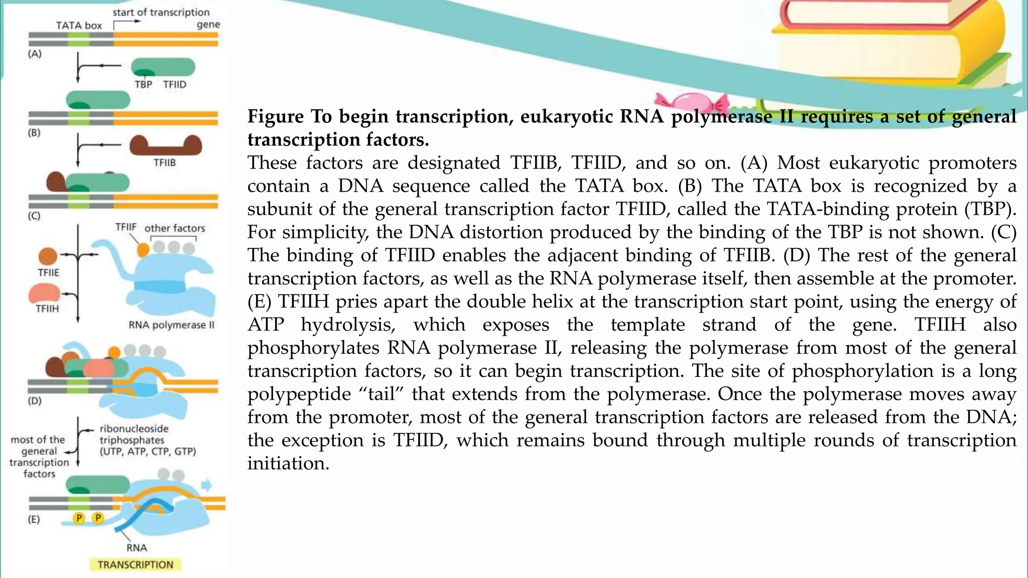 Figure To begin transcription, eukaryotic RNA polymerase II requires a set of general
transcription factors.
These factors are designated TFIIB, TFIID, and so on. (A) Most eukaryotic promoters
contain a DNA sequence called the TATA box. (B) The TATA box is recognized by a
subunit of the general transcription factor TFIID, called the TATA-binding protein (TBP).
For simplicity, the DNA distortion produced by the binding of the TBP is not shown. (C)
The binding of TFIID enables the adjacent binding of TFIIB. (D) The rest of the general
transcription factors, as well as the RNA polymerase itself, then assemble at the promoter.
(E) TFIIH pries apart the double helix at the transcription start point, using the energy of
ATP hydrolysis, which exposes the template strand of the gene. TFIIH also
phosphorylates RNA polymerase II, releasing the polymerase from most of the general
transcription factors, so it can begin transcription. The site of phosphorylation is a long
polypeptide “tail” that extends from the polymerase. Once the polymerase moves away
from the promoter, most of the general transcription factors are released from the DNA;
the exception is TFIID, which remains bound through multiple rounds of transcription
initiation.
 