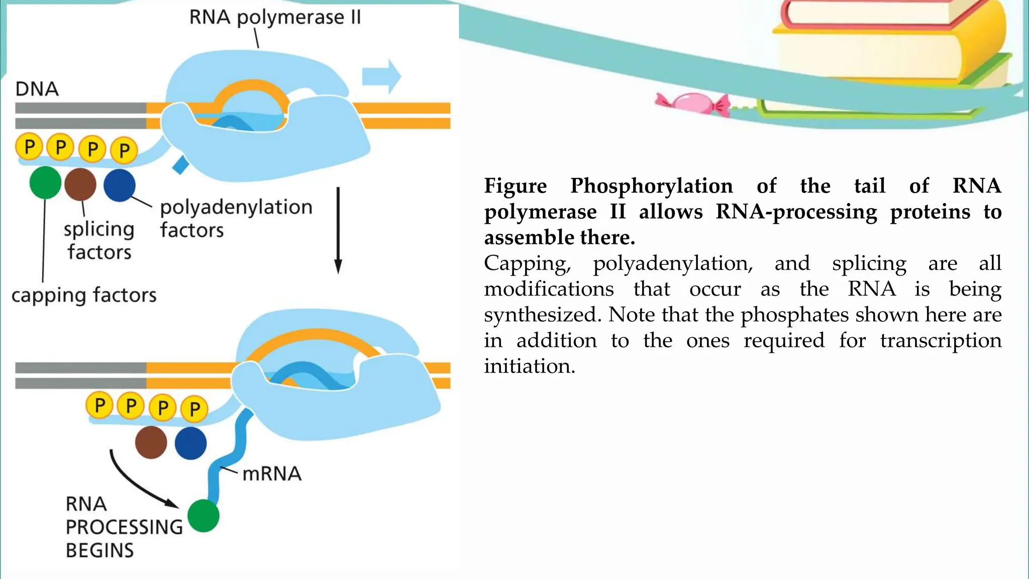 Figure Phosphorylation of the tail of RNA
polymerase II allows RNA-processing proteins to
assemble there.
Capping, polyadenylation, and splicing are all
modifications that occur as the RNA is being
synthesized. Note that the phosphates shown here are
in addition to the ones required for transcription
initiation.
 