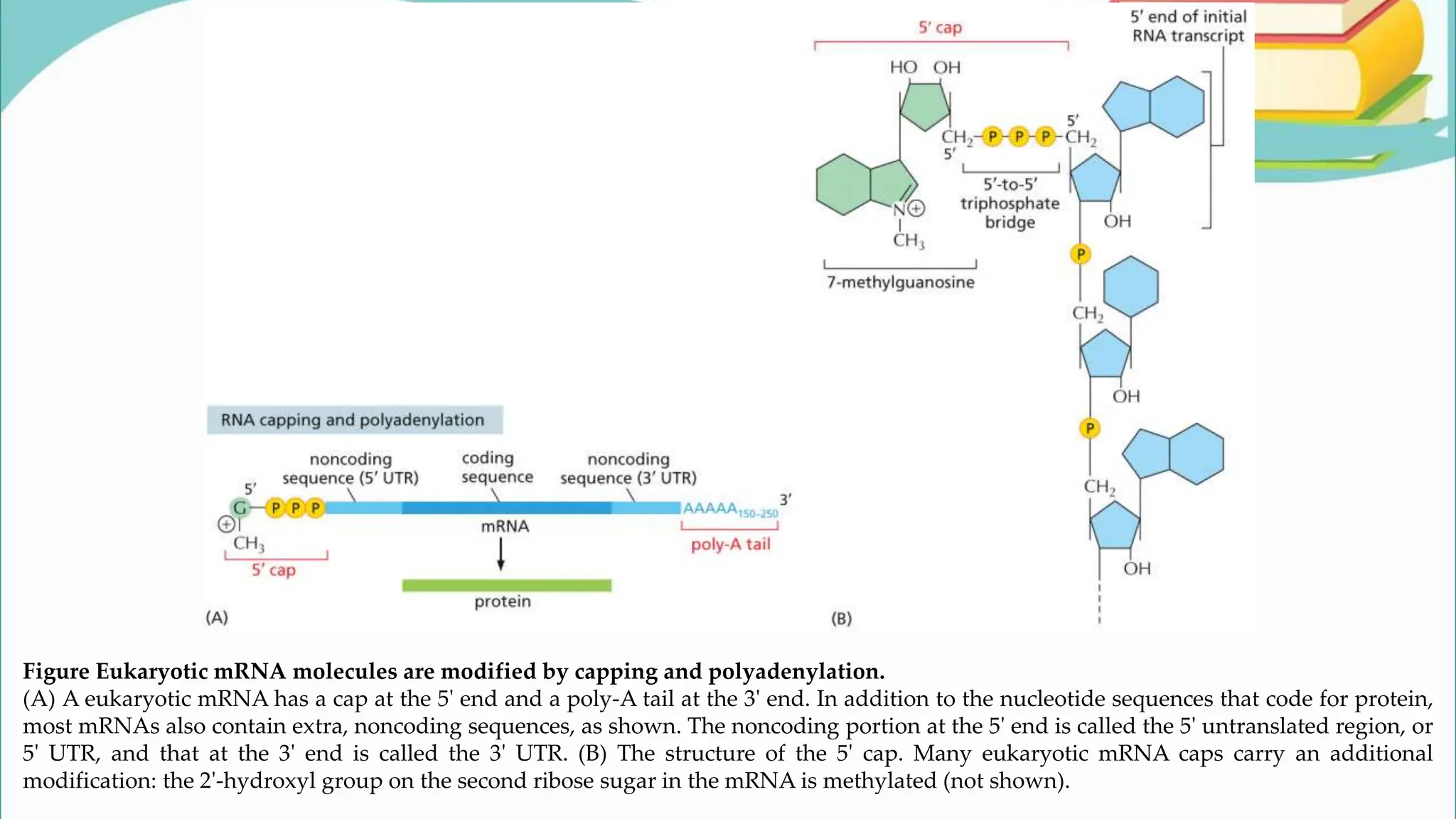 Figure Eukaryotic mRNA molecules are modified by capping and polyadenylation.
(A) A eukaryotic mRNA has a cap at the 5ʹ end and a poly-A tail at the 3ʹ end. In addition to the nucleotide sequences that code for protein,
most mRNAs also contain extra, noncoding sequences, as shown. The noncoding portion at the 5ʹ end is called the 5ʹ untranslated region, or
5ʹ UTR, and that at the 3ʹ end is called the 3ʹ UTR. (B) The structure of the 5ʹ cap. Many eukaryotic mRNA caps carry an additional
modification: the 2ʹ-hydroxyl group on the second ribose sugar in the mRNA is methylated (not shown).
 