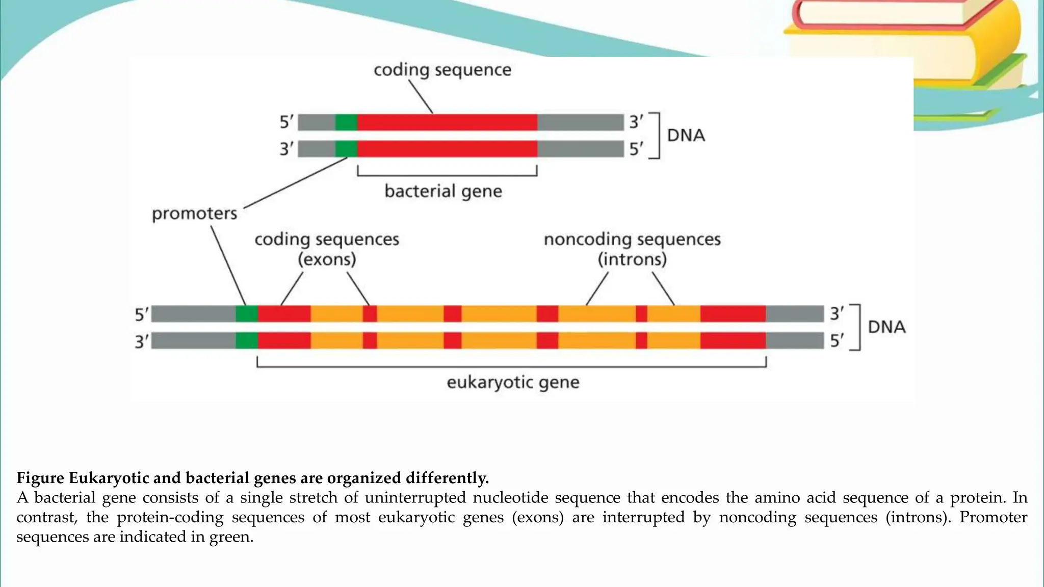 Figure Eukaryotic and bacterial genes are organized differently.
A bacterial gene consists of a single stretch of uninterrupted nucleotide sequence that encodes the amino acid sequence of a protein. In
contrast, the protein-coding sequences of most eukaryotic genes (exons) are interrupted by noncoding sequences (introns). Promoter
sequences are indicated in green.
 