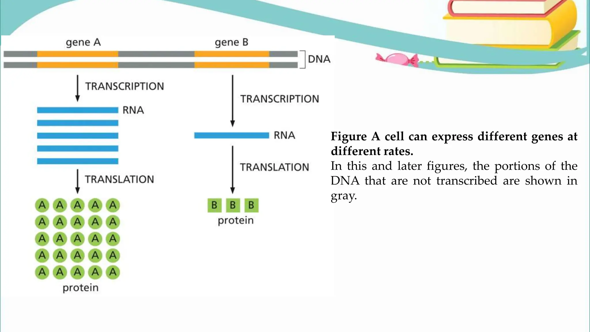 Figure A cell can express different genes at
different rates.
In this and later figures, the portions of the
DNA that are not transcribed are shown in
gray.
 