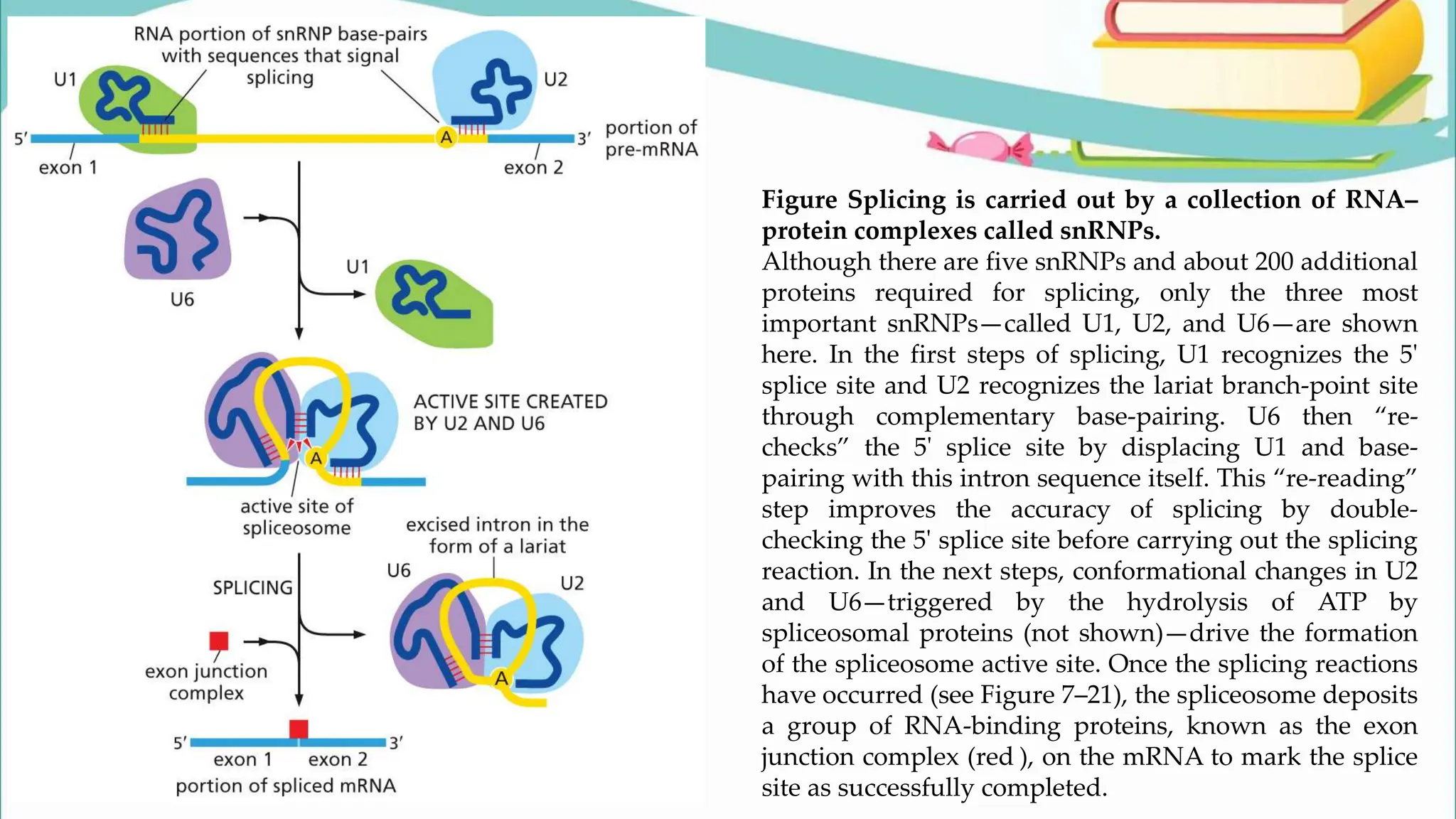 Figure Splicing is carried out by a collection of RNA–
protein complexes called snRNPs.
Although there are five snRNPs and about 200 additional
proteins required for splicing, only the three most
important snRNPs—called U1, U2, and U6—are shown
here. In the first steps of splicing, U1 recognizes the 5ʹ
splice site and U2 recognizes the lariat branch-point site
through complementary base-pairing. U6 then “re-
checks” the 5ʹ splice site by displacing U1 and base-
pairing with this intron sequence itself. This “re-reading”
step improves the accuracy of splicing by double-
checking the 5ʹ splice site before carrying out the splicing
reaction. In the next steps, conformational changes in U2
and U6—triggered by the hydrolysis of ATP by
spliceosomal proteins (not shown)—drive the formation
of the spliceosome active site. Once the splicing reactions
have occurred (see Figure 7–21), the spliceosome deposits
a group of RNA-binding proteins, known as the exon
junction complex (red ), on the mRNA to mark the splice
site as successfully completed.
 