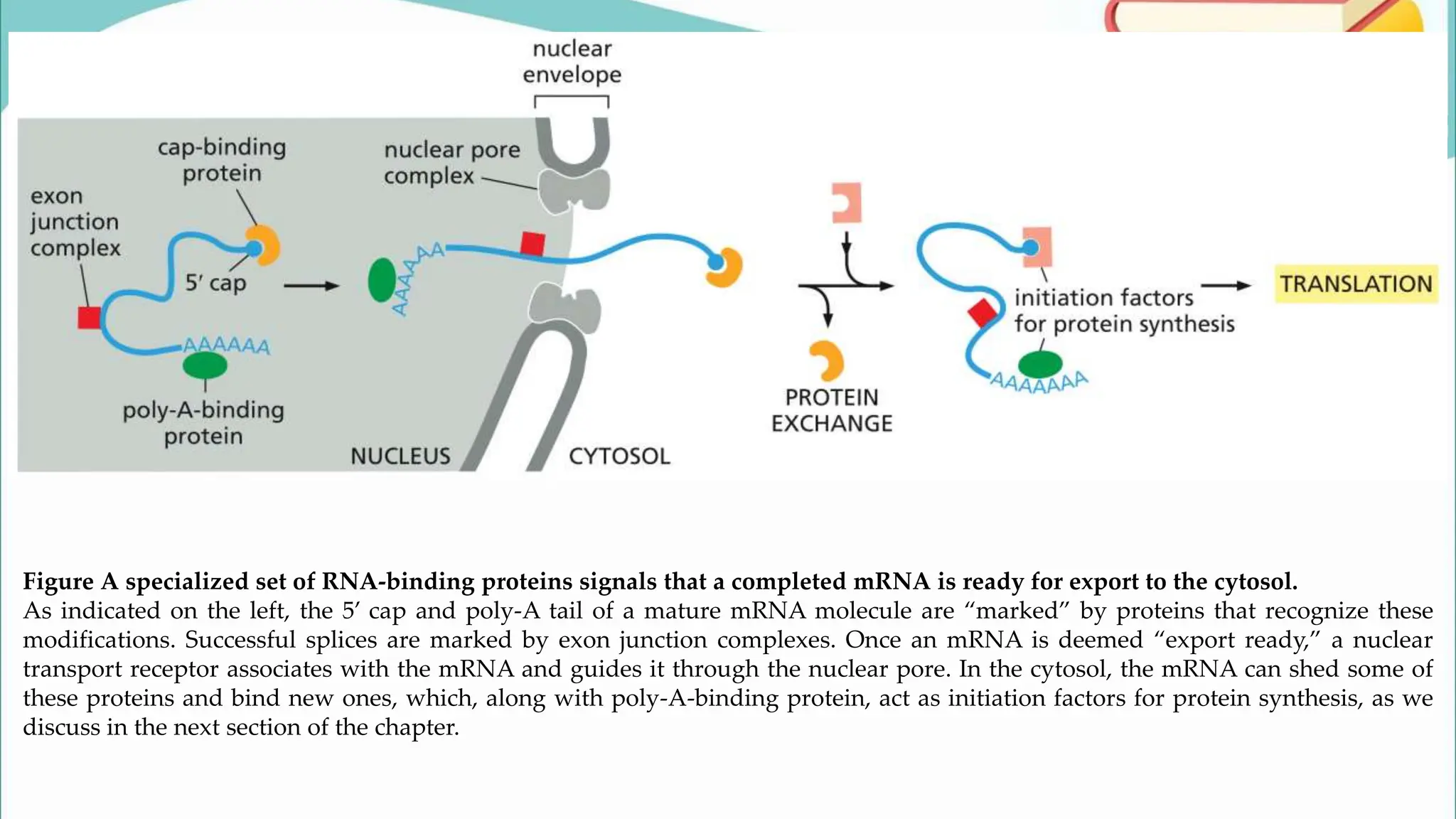 Figure A specialized set of RNA-binding proteins signals that a completed mRNA is ready for export to the cytosol.
As indicated on the left, the 5’ cap and poly-A tail of a mature mRNA molecule are “marked” by proteins that recognize these
modifications. Successful splices are marked by exon junction complexes. Once an mRNA is deemed “export ready,” a nuclear
transport receptor associates with the mRNA and guides it through the nuclear pore. In the cytosol, the mRNA can shed some of
these proteins and bind new ones, which, along with poly-A-binding protein, act as initiation factors for protein synthesis, as we
discuss in the next section of the chapter.
 