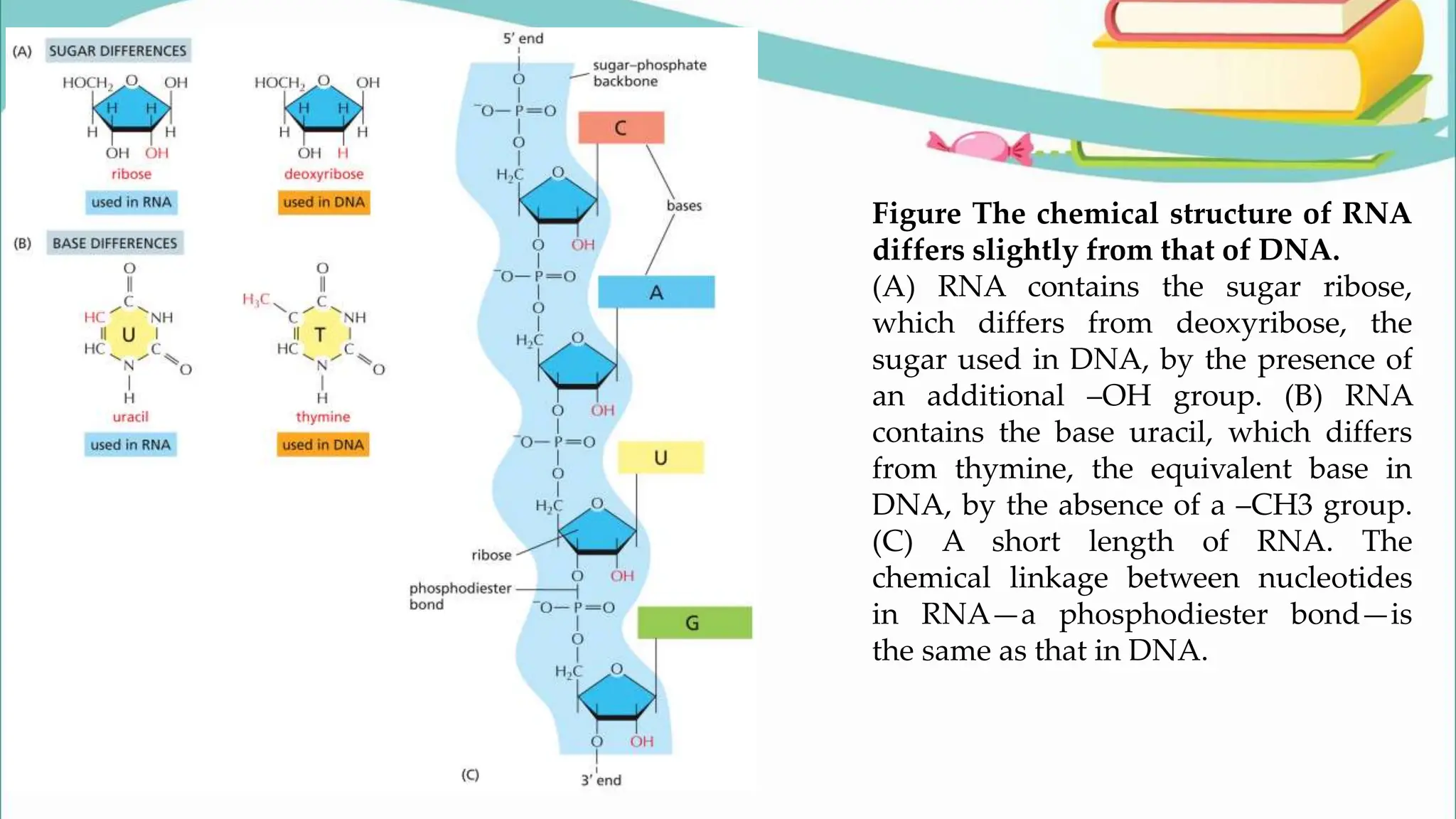 Figure The chemical structure of RNA
differs slightly from that of DNA.
(A) RNA contains the sugar ribose,
which differs from deoxyribose, the
sugar used in DNA, by the presence of
an additional –OH group. (B) RNA
contains the base uracil, which differs
from thymine, the equivalent base in
DNA, by the absence of a –CH3 group.
(C) A short length of RNA. The
chemical linkage between nucleotides
in RNA—a phosphodiester bond—is
the same as that in DNA.
 