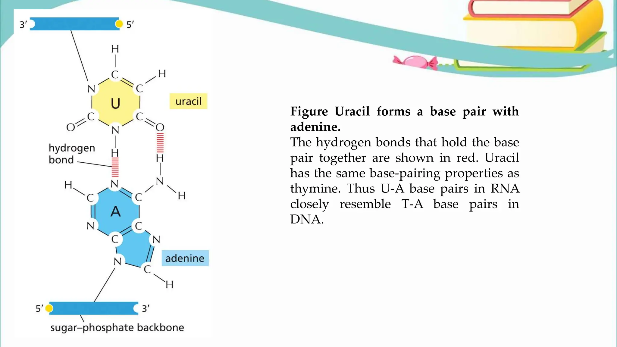 Figure Uracil forms a base pair with
adenine.
The hydrogen bonds that hold the base
pair together are shown in red. Uracil
has the same base-pairing properties as
thymine. Thus U-A base pairs in RNA
closely resemble T-A base pairs in
DNA.
 