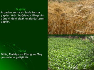Buğday
Arpadan sonra en fazla tarımı
yapılan ürün buğdaydır.Bölgenin
güneyindeki alçak ovalarda tarımı
yapılır.




              Tütün
Bitlis, Malatya ve Elazığ ve Muş
çevresinde yetiştirilir.
 