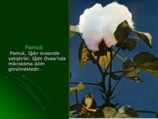 Pamuk
 Pamuk, Iğdır ovasında
yetiştirilir. Iğdır Ovası’nda
mikroklima iklim
görülmektedir.
 