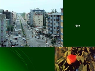 Iğdır
 