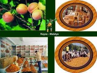 Kayısı - Malatya
 