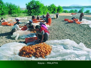 Kayısı - MALATYA
 