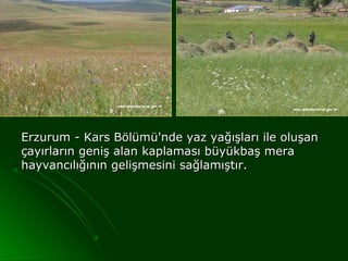 Erzurum - Kars Bölümü'nde yaz yağışları ile oluşan
çayırların geniş alan kaplaması büyükbaş mera
hayvancılığının gelişmesini sağlamıştır.
 