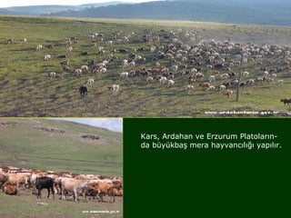 Kars, Ardahan ve Erzurum Platoların-
da büyükbaş mera hayvancılığı yapılır.
 
