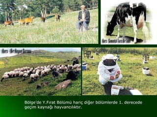 Bölge’de Y.Fırat Bölümü hariç diğer bölümlerde 1. derecede
geçim kaynağı hayvancılıktır.
 