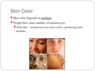 D anatomy and physiology of the hair and skin | PPT