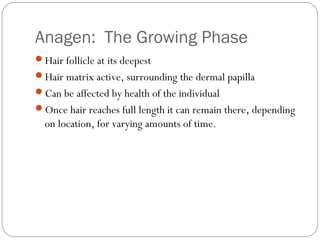 D anatomy and physiology of the hair and skin
