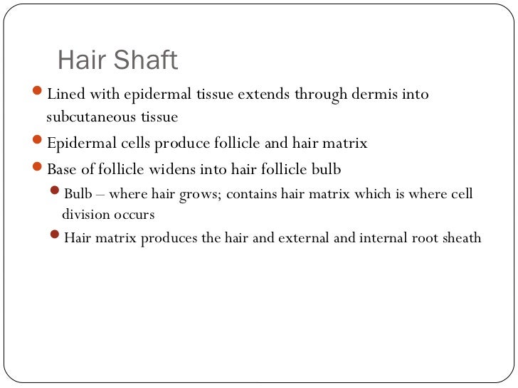 D anatomy and physiology of the hair and skin