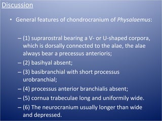 Discussion <ul><li>General features of chondrocranium of  Physalaemus :  </li></ul><ul><ul><li>(1) suprarostral bearing a ...