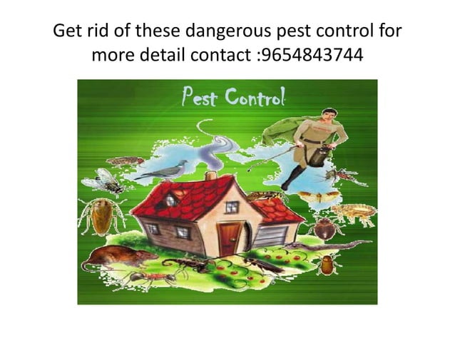 D bug pest control | PPT