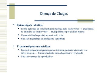 Doença de Chagas

 Epimastigota intestinal
       Forma derivada da tripomastigota ingerida pelo inseto vetor → encontrada
        no intestino do inseto vetor → multiplicam-se por divisão binária
       Causam infecção persistente no inseto vetor
       Não são infectantes ao hospedeiro vertebrado


 Tripomastigotas metacíclicos
       Epimastigotas que migraram para o intestino posterior do inseto e se
        diferenciaram → forma infectante para o hospedeiro vertebrado
       Não são capazes de reproduzir-se
 