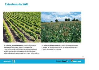 Estrutura da SAU
37
As culturas permanentes são cons tuídas pelas
árvores de fruto, pela oliveira e pela vinha.
Estas culturas são muito caracterís cas do espaço
agrário português, principalmente devido à sua
adaptação ao clima quente e seco e aos solos pobres.
As culturas temporárias são cons tuídas pelos cereais,
a batata, as leguminosas secas, as culturas industriais,
a hor cultura e a ﬂoricultura.
 