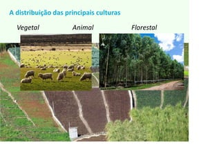 Vegetal Animal Florestal
A distribuição das principais culturas
 