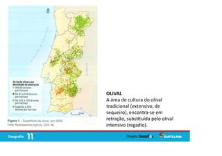 OLIVAL
A área de cultura do olival
tradicional (extensivo, de
sequeiro), encontra-se em
retração, subs tuída pelo olival
intensivo (regadio).
 
