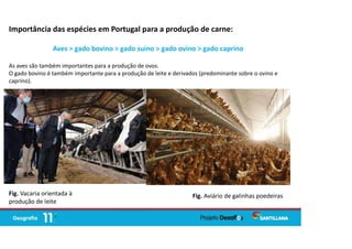 Importância das espécies em Portugal para a produção de carne:
Aves > gado bovino > gado suíno > gado ovino > gado caprino
As aves são também importantes para a produção de ovos.
O gado bovino é também importante para a produção de leite e derivados (predominante sobre o ovino e
caprino).
Fig. Aviário de galinhas poedeiras
Fig. Vacaria orientada à
produção de leite
 