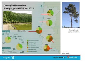 Ocupação ﬂorestal em
Portugal, por NUT II, em 2015
Fonte: ICNF
Criptomérias
Pinheiro-bravo
(pinus pinaster)
 