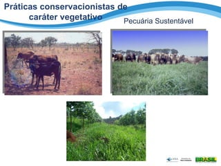 Práticas conservacionistas de
caráter vegetativo Pecuária Sustentável
 