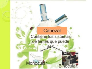 Cabezal
 Contiene los sistemas
  de lentes que puede
          ser:



Monocular
               Binocular:
 