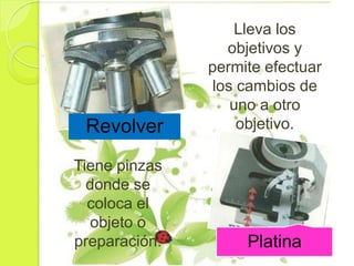 Lleva los
                 objetivos y
               permite efectuar
               los cambios de
                  uno a otro
 Revolver          objetivo.

Tiene pinzas
  donde se
  coloca el
  objeto o
preparación.        Platina
 