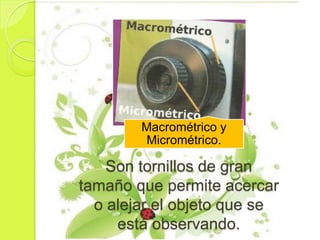 Macrométrico y
        Micrométrico.

    Son tornillos de gran
tamaño que permite acercar
  o alejar el objeto que se
     está observando.
 