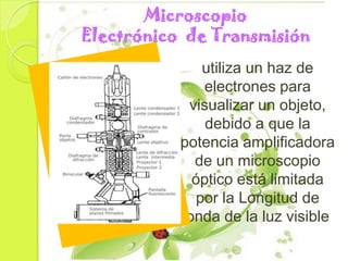 Microscopio
Electrónico de Transmisión
              utiliza un haz de
              electrones para
            visualizar un objeto,
               debido a que la
           potencia amplificadora
             de un microscopio
             óptico está limitada
             por la Longitud de
            onda de la luz visible
 