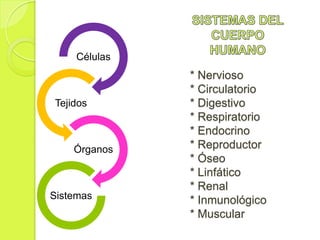 Células
               * Nervioso
               * Circulatorio
Tejidos        * Digestivo
               * Respiratorio
               * Endocrino
    Órganos    * Reproductor
               * Óseo
               * Linfático
               * Renal
Sistemas       * Inmunológico
               * Muscular
 