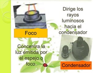 Dirige los
                      rayos
                   luminosos
                     hacia el
    Foco          condensador

 Concentra la
luz emitida por
  el espejo o
      foco.        Condensador
 