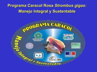 Programa Caracol Rosa  Strombus gigas:  Manejo Integral y Sustentable 