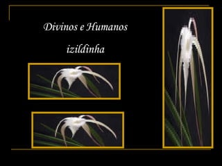 Divinos e Humanos izildinha 