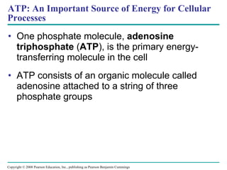 ATP: An Important Source of Energy for Cellular Processes ,[object Object],[object Object],Copyright © 2008 Pearson Education, Inc., publishing as Pearson Benjamin Cummings 