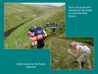 Sun’s out at last and heading for the bridge to cross the River Devon  Cotton grass for the flower collection 