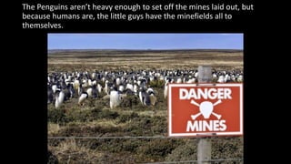 The Penguins aren’t heavy enough to set off the mines laid out, but
because humans are, the little guys have the minefields all to
themselves.
 