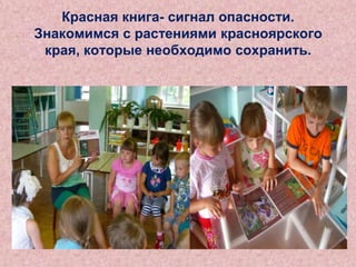 Красная книга- сигнал опасности.
Знакомимся с растениями красноярского
края, которые необходимо сохранить.

 