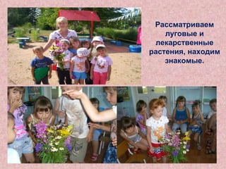 Рассматриваем
луговые и
лекарственные
растения, находим
знакомые.

 